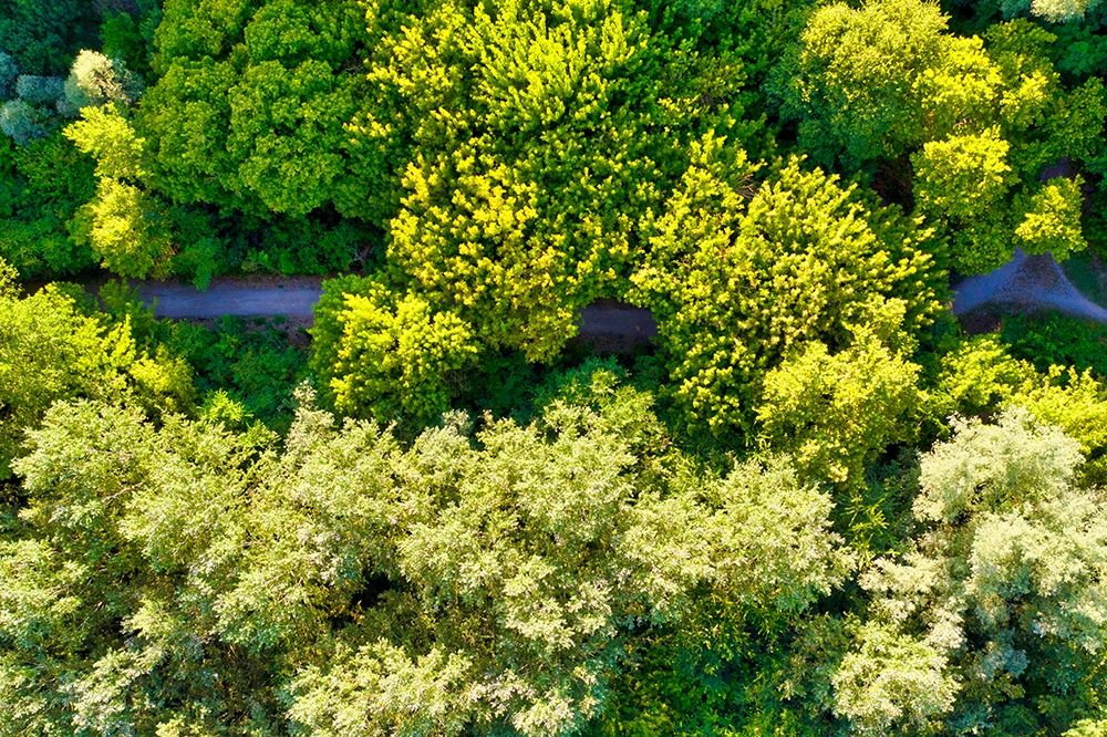 Italy-Mantua-forest treetops art print by Michele Molinari for $57.95 CAD