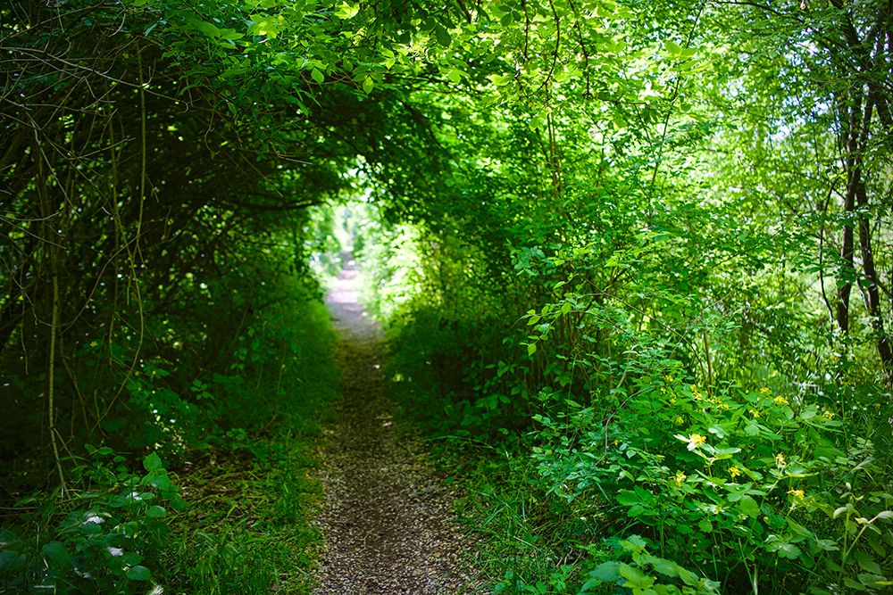 Italy-trail in the forest art print by Michele Molinari for $57.95 CAD