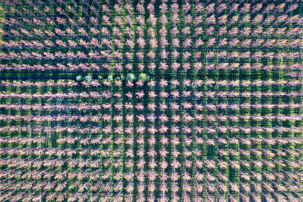 Italy-poplar trees plantation for paper pulp production art print by Michele Molinari for $57.95 CAD