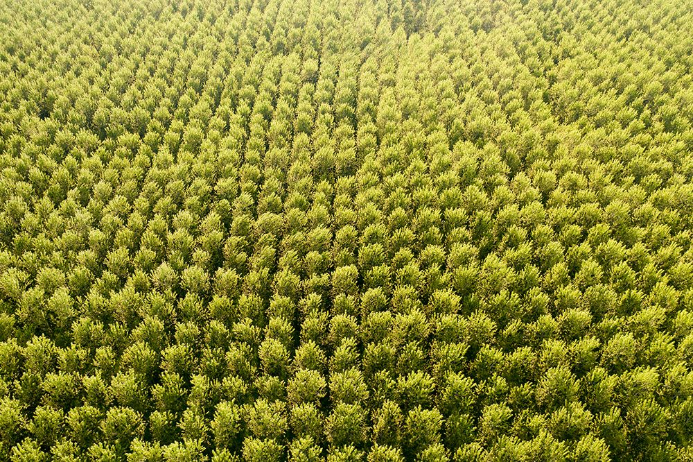 Italy-poplar trees plantation for paper pulp production art print by Michele Molinari for $57.95 CAD
