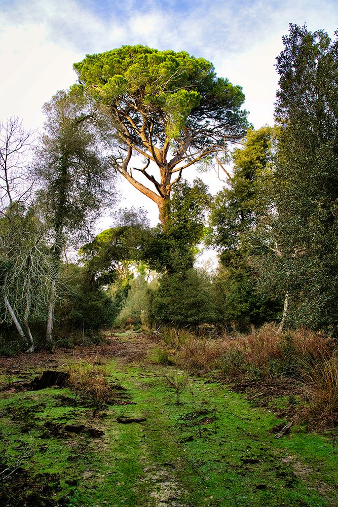 Italy-Riserva Naturale di Massaciuccoli San Rossore-protected coastal forest in Tuscany art print by Michele Molinari for $57.95 CAD