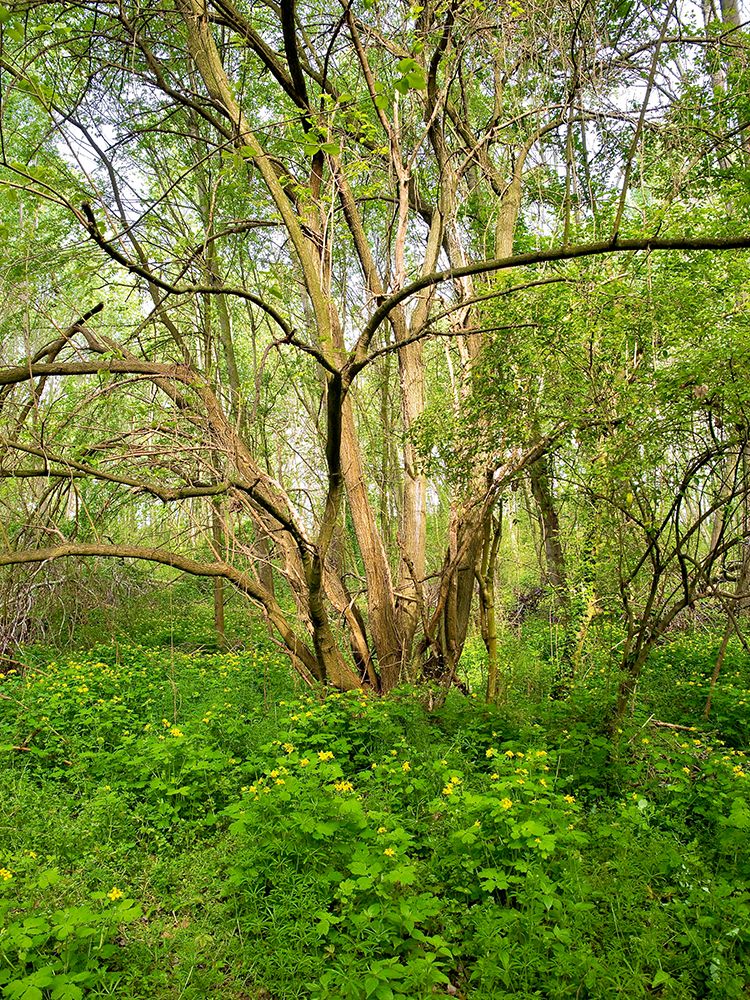 Italy, Lombardy, Mantua. Forest and yellow blooming flowers. art print by Michele Molinari for $57.95 CAD