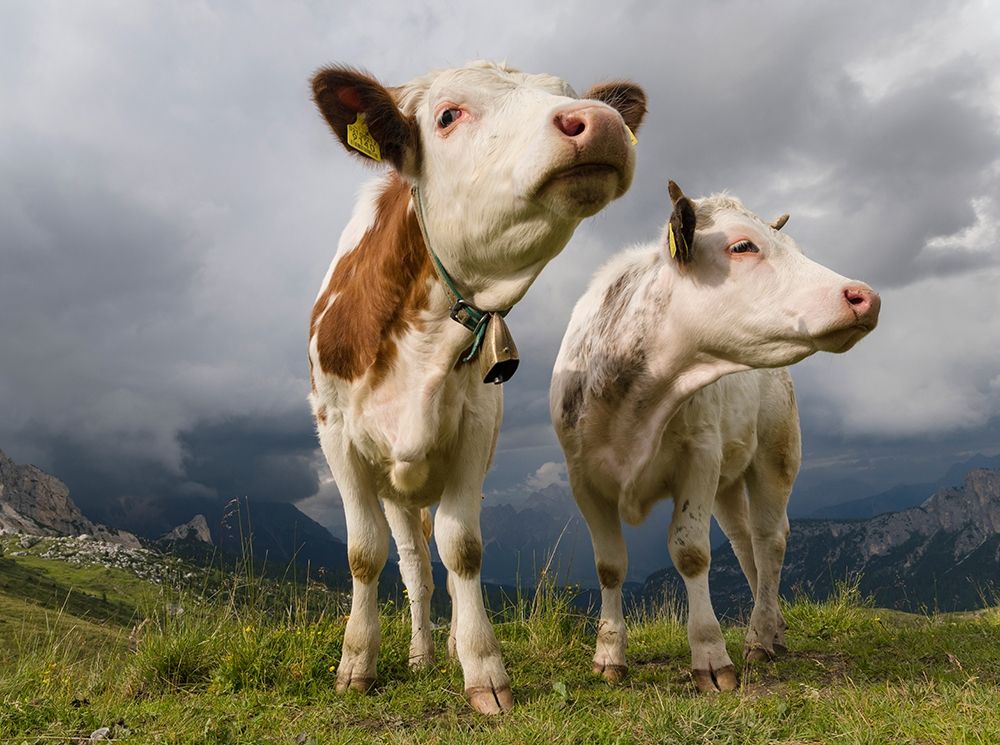 Cows on alpine pasture Dolomites at Passo Giau Italy art print by Martin Zwick for $57.95 CAD