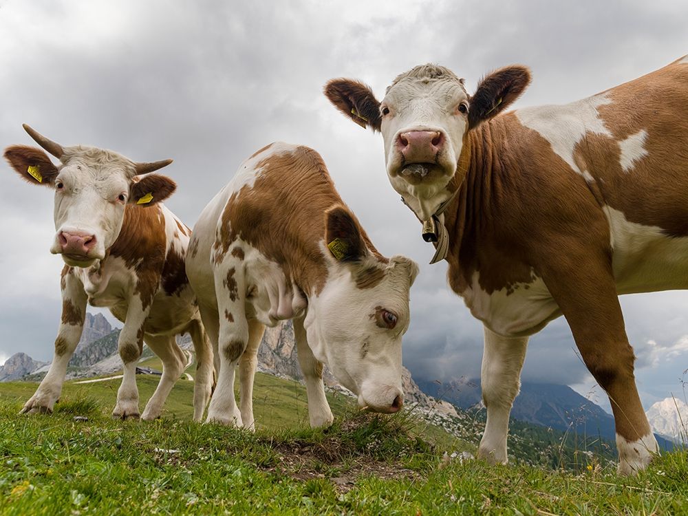 Cows on alpine pasture Dolomites at Passo Giau Italy art print by Martin Zwick for $57.95 CAD