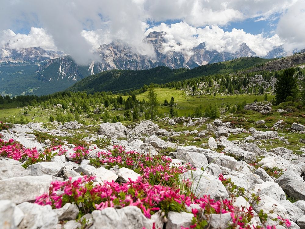 Croda da Lago in the Dolomites of the Veneto near Cortina dAmpezzo-view towards Sorapis art print by Martin Zwick for $57.95 CAD
