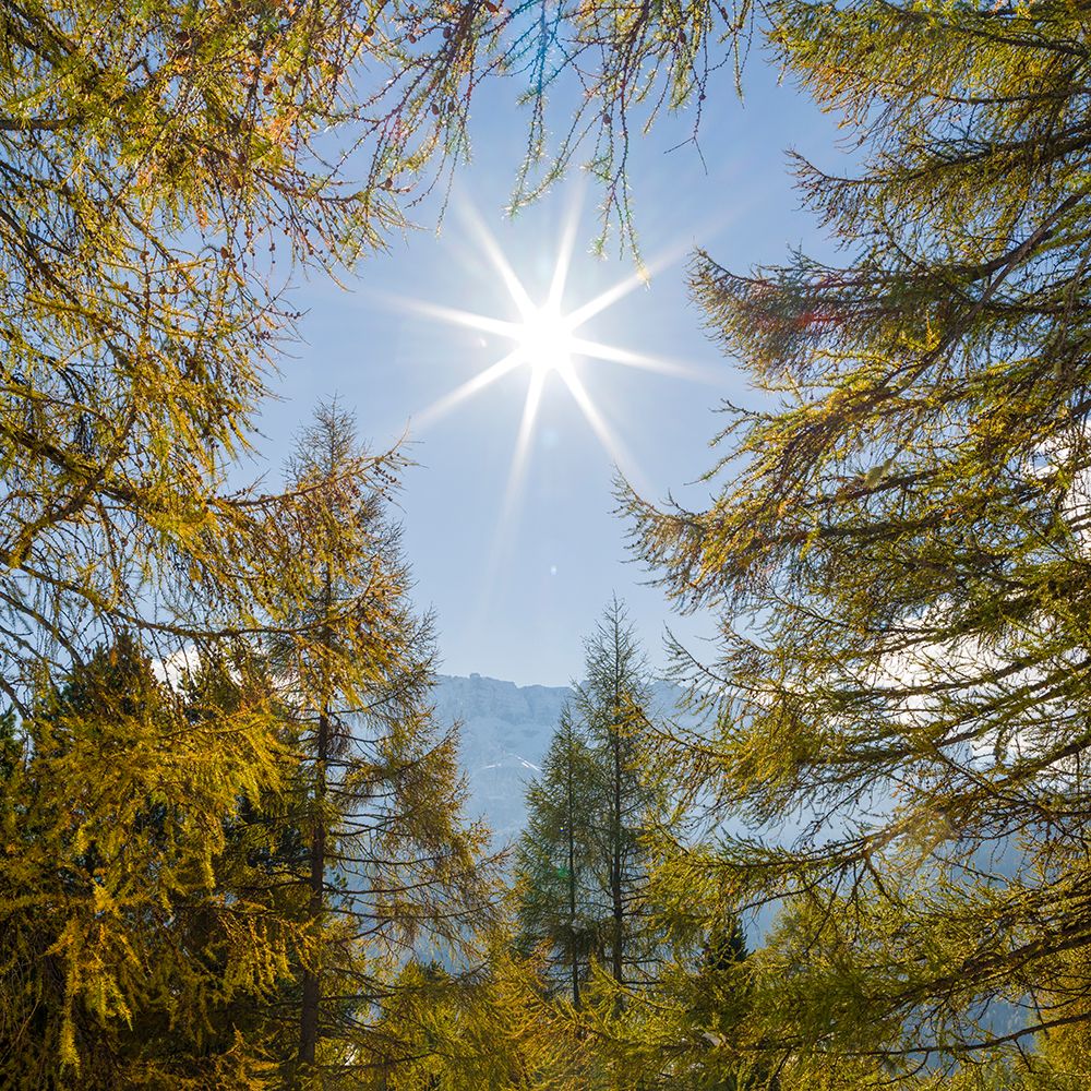 Mountain forest with European Larch-Larix decidua-in the dolomites of South Tyrol-Alto Adige in the art print by Martin Zwick for $57.95 CAD