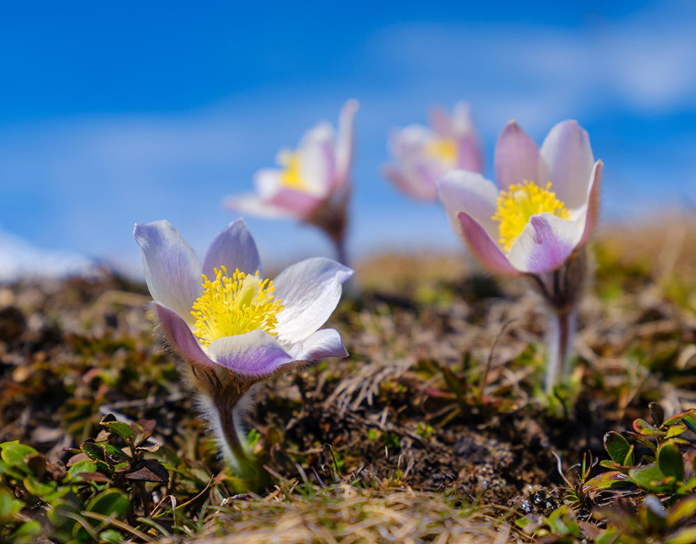 Spring pasqueflower, also called arctic violet,near Mt. Watles. Italy, South Tyrol, Alto Adige. art print by Martin Zwick for $57.95 CAD