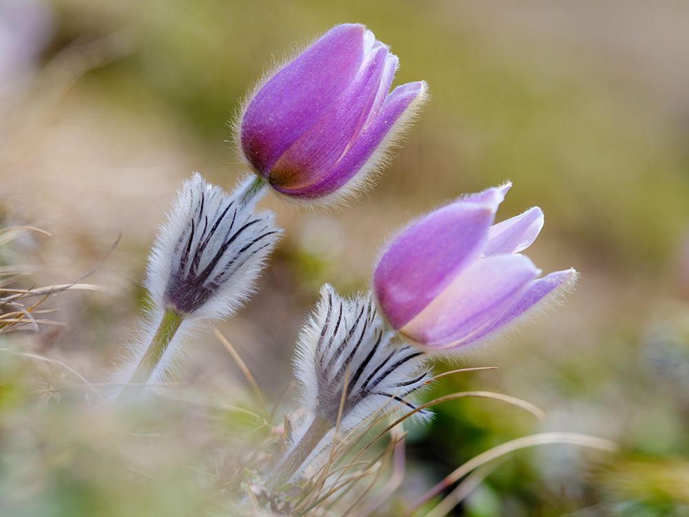 Spring pasqueflower, also called arctic violet,near Mt. Watles. Italy, South Tyrol, Alto Adige. art print by Martin Zwick for $57.95 CAD