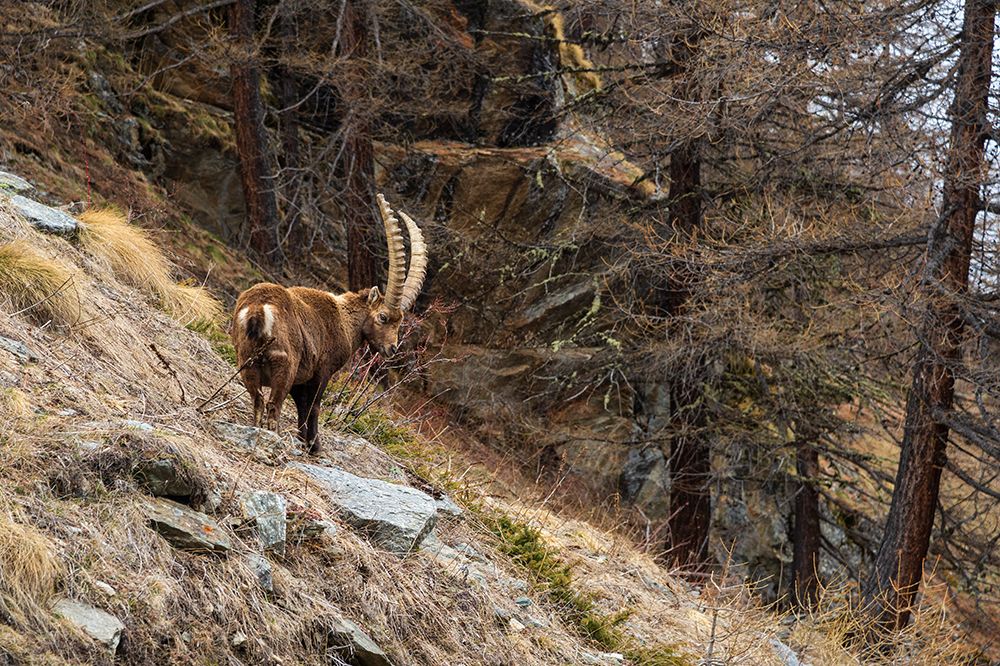 Alpine ibex-capra ibex-Valsavarenche-Gran Paradiso National Park-Aosta Valley-Italy art print by Sergio Pitamitz for $57.95 CAD