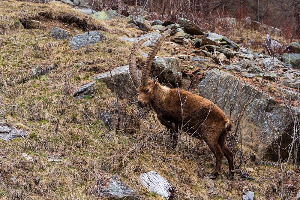 Alpine ibex-capra ibex-Valsavarenche-Gran Paradiso National Park-Aosta Valley-Italy art print by Sergio Pitamitz for $57.95 CAD