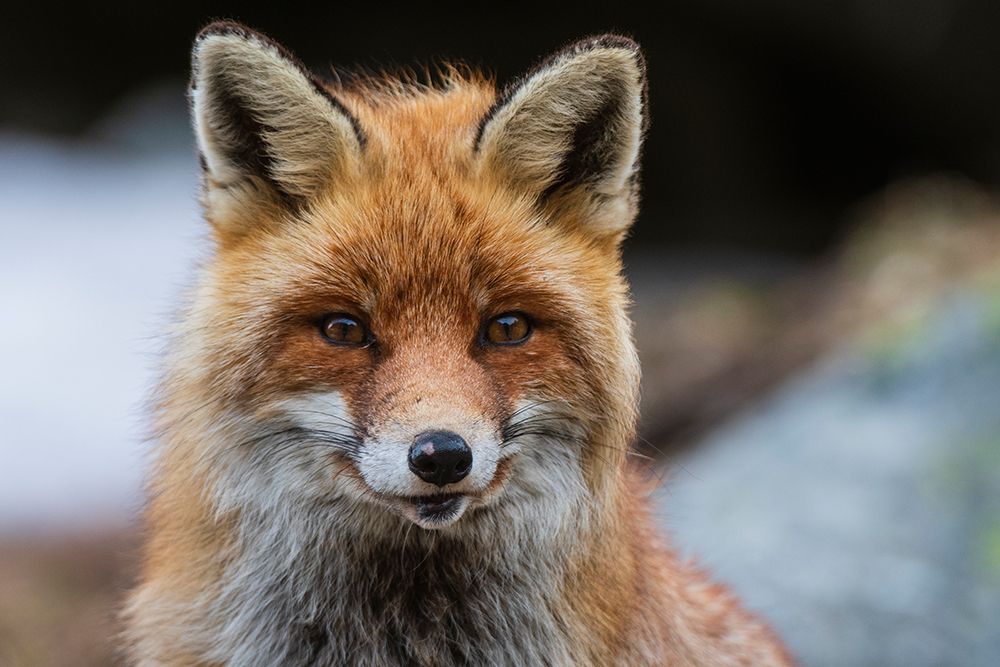 Close-up portrait of a red fox looking at the camera Gran Paradiso National Park-Italy art print by Sergio Pitamitz for $57.95 CAD