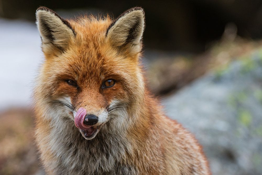 Close-up portrait of a red fox looking at the camera Gran Paradiso National Park-Italy art print by Sergio Pitamitz for $57.95 CAD