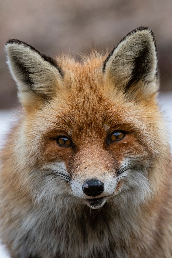 Close-up portrait of a red fox looking at the camera Gran Paradiso National Park-Italy art print by Sergio Pitamitz for $57.95 CAD