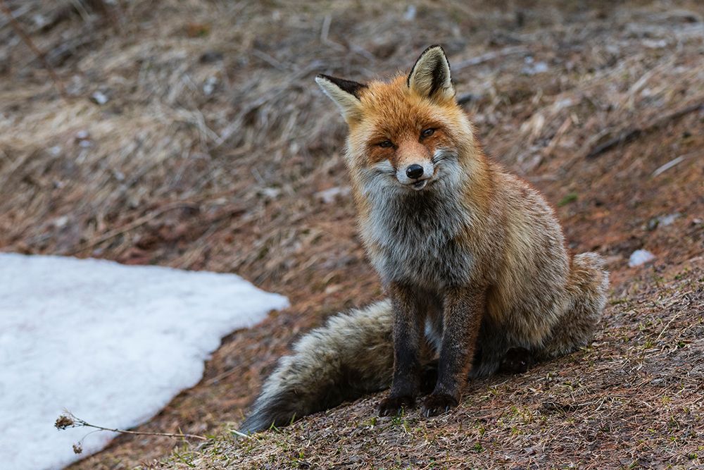 A red fox looking at the camera Gran Paradiso National Park-Italy art print by Sergio Pitamitz for $57.95 CAD