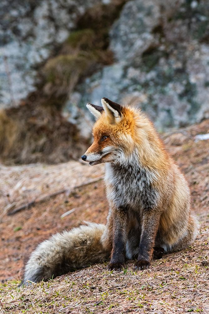 A red fox looking at the distance Gran Paradiso National Park-Italy art print by Sergio Pitamitz for $57.95 CAD
