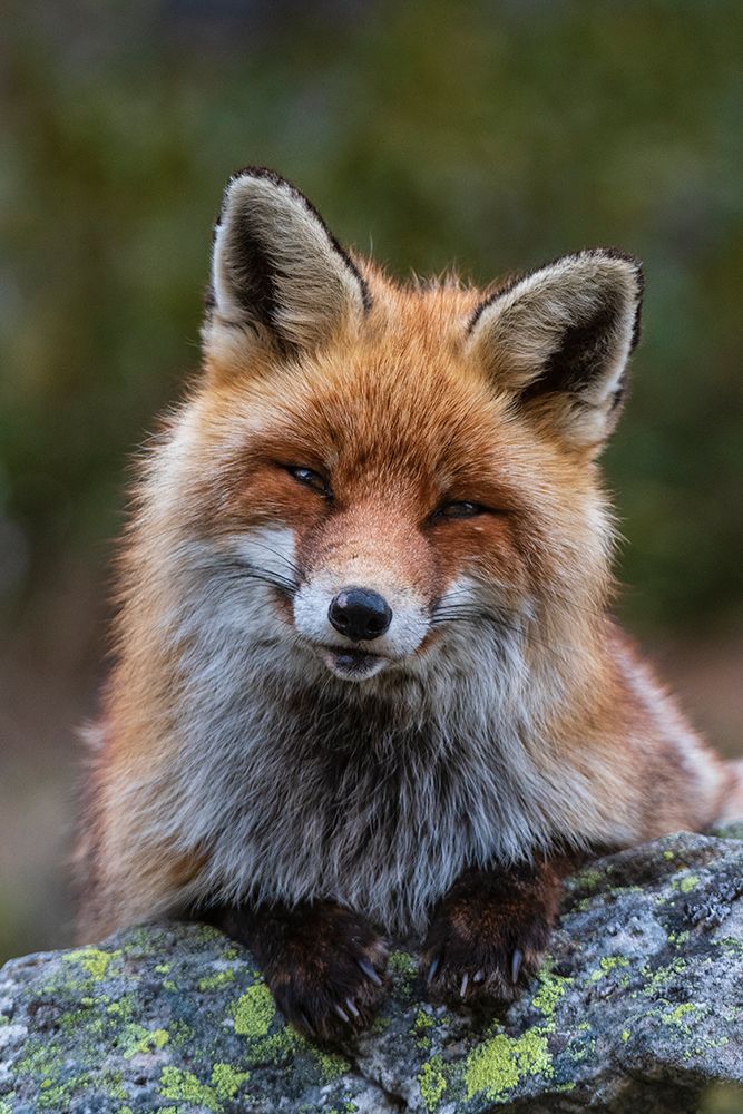 A red fox-Vulpes vulpes-sitting on a rock and looking at the camera Gran Paradiso NP-Italy art print by Sergio Pitamitz for $57.95 CAD