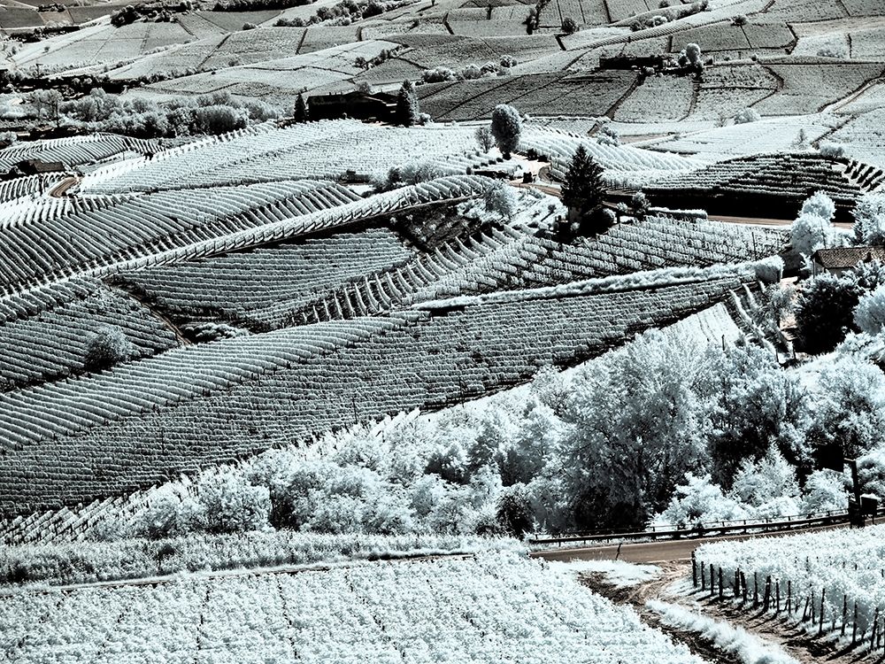 Italy, Pedemonte, Langhe, Barolo. Vineyards. art print by Terry Eggers for $57.95 CAD