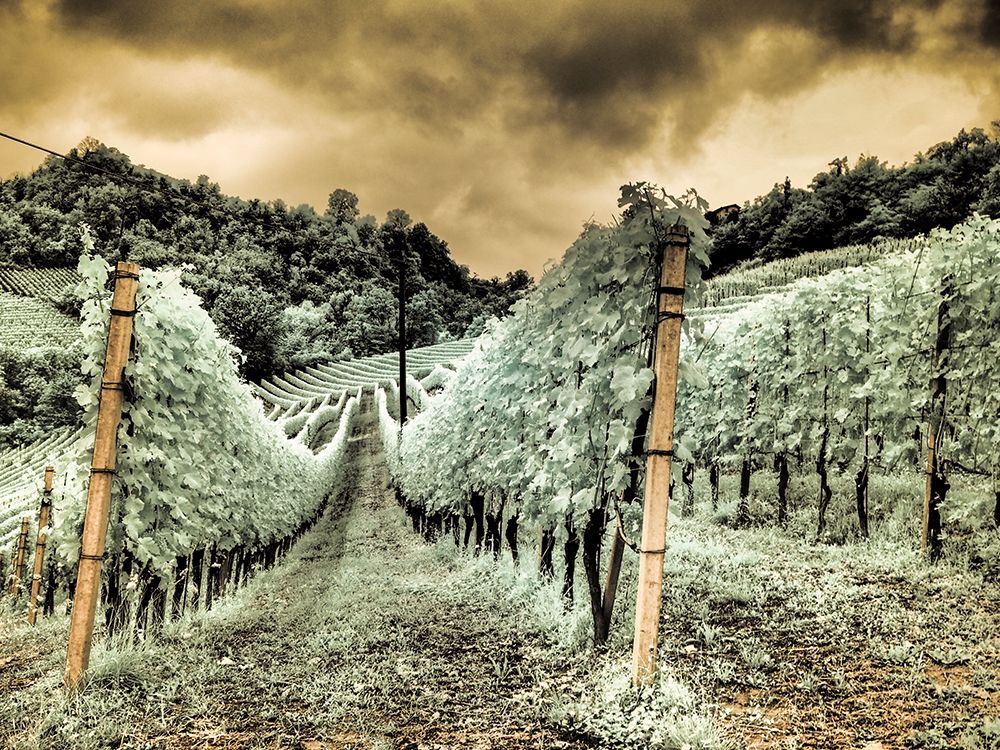Italy, Pedemonte, Langhe, Perno. Infrared of vineyards. art print by Terry Eggers for $57.95 CAD