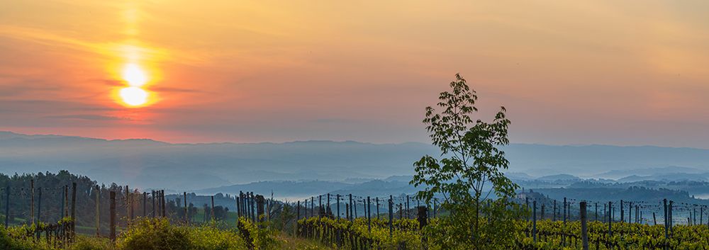 Sunrise over the vineyards of Tuscany. Tuscany-Italy. art print by Tom Norring for $57.95 CAD