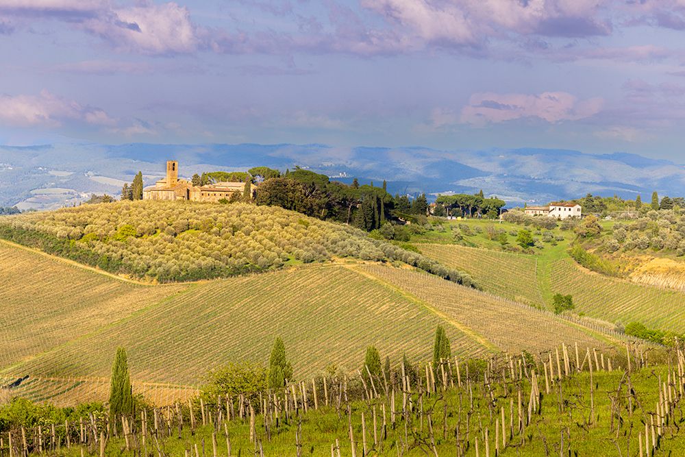 Tuscan landscape with vineyards and olive groves. Tuscany-Italy. art print by Tom Norring for $57.95 CAD