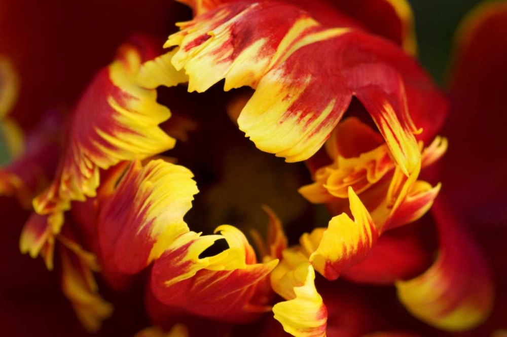 Europe, Netherlands, Lisse Parrot tulip close-up art print by Marie Bush for $57.95 CAD