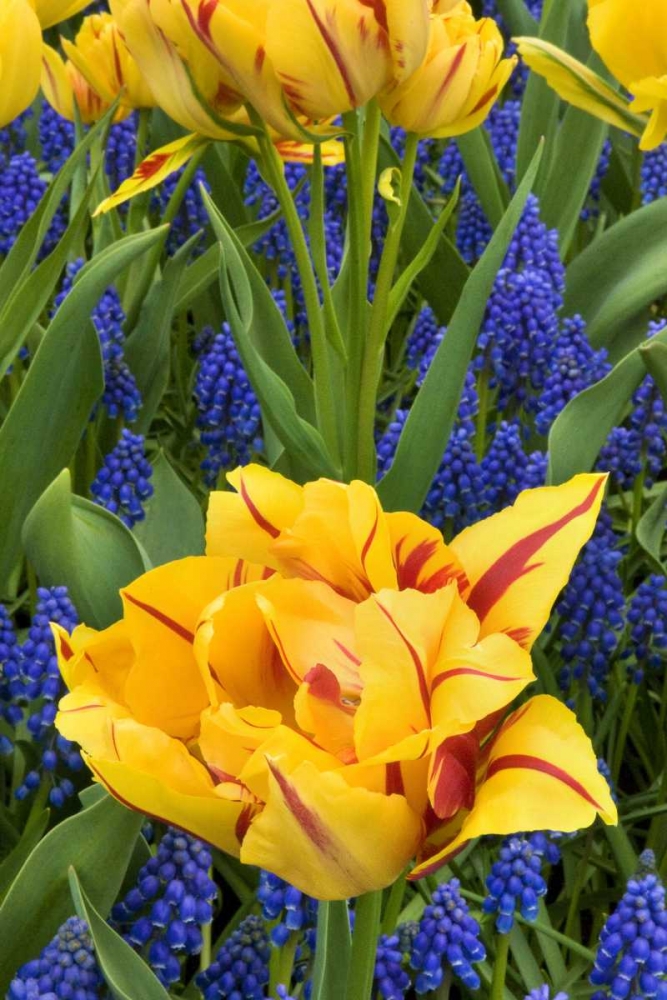 Netherlands, Lisse Tulips and grape hyacinth art print by Marie Bush for $57.95 CAD