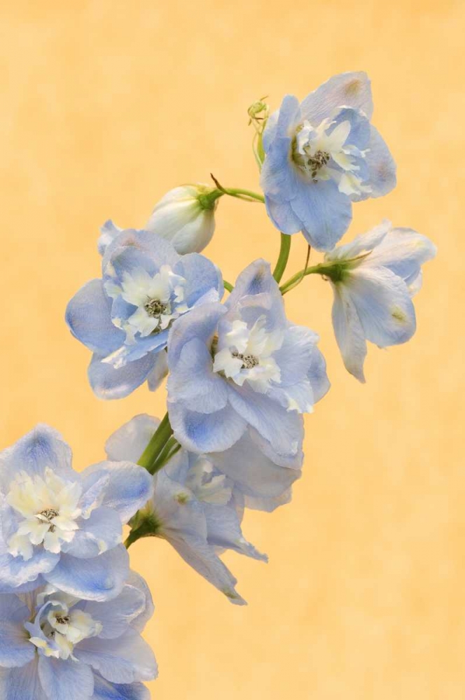 Netherlands, Venlo Delphinium parfait flowers art print by Marie Bush for $57.95 CAD