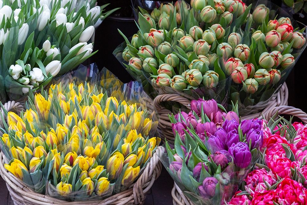 Netherlands-Amsterdam Tulip bouquets on display by vendor art print by Jaynes Gallery for $57.95 CAD