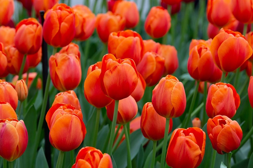 Netherlands-Holland Orange tulips at Keukenhof Gardens art print by Jaynes Gallery for $57.95 CAD