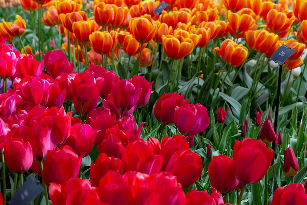 Netherlands Red tulips at Keukenhof Gardens art print by Jaynes Gallery for $57.95 CAD
