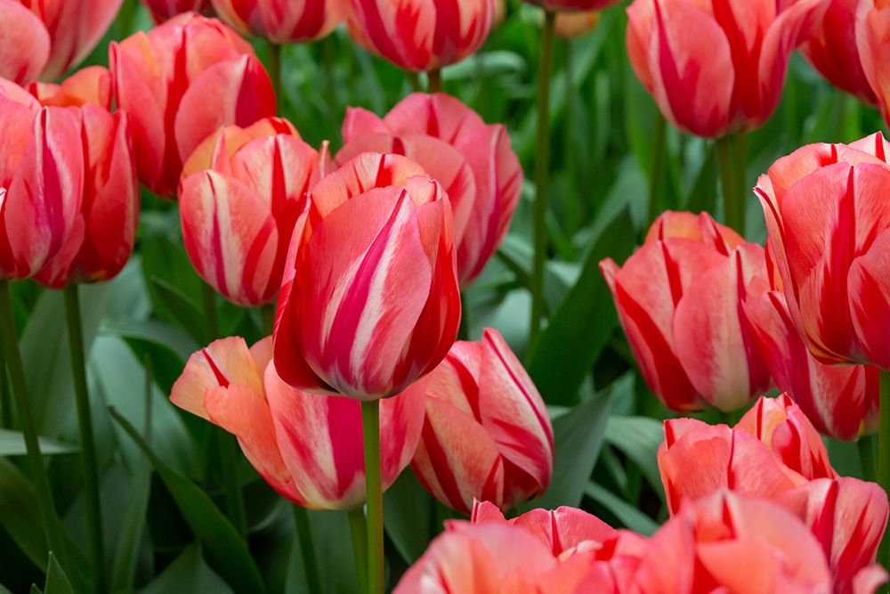 Netherlands-Holland Pink tulips at Keukenhof Gardens art print by Jaynes Gallery for $57.95 CAD