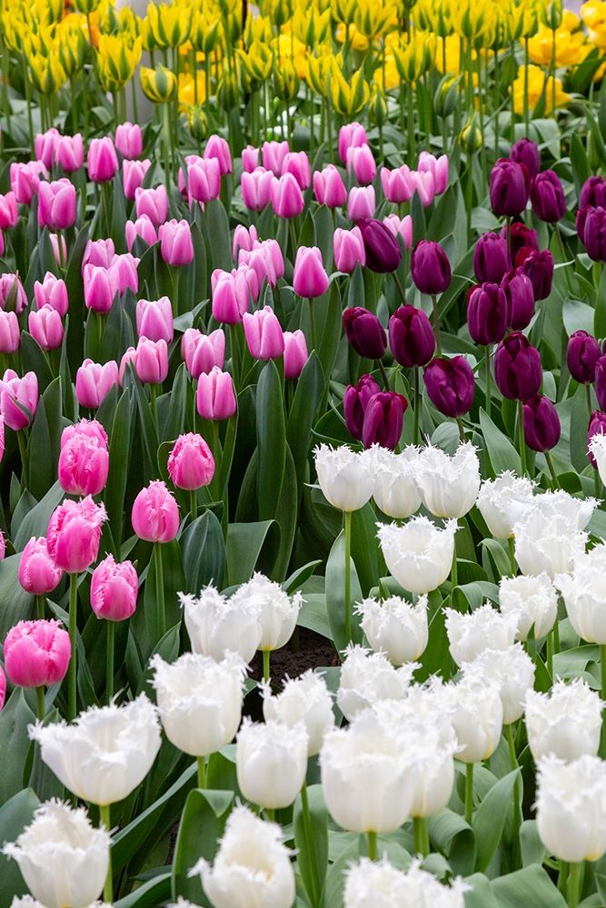 Netherlands-Holland Tulip display at Keukenhof Gardens art print by Jaynes Gallery for $57.95 CAD