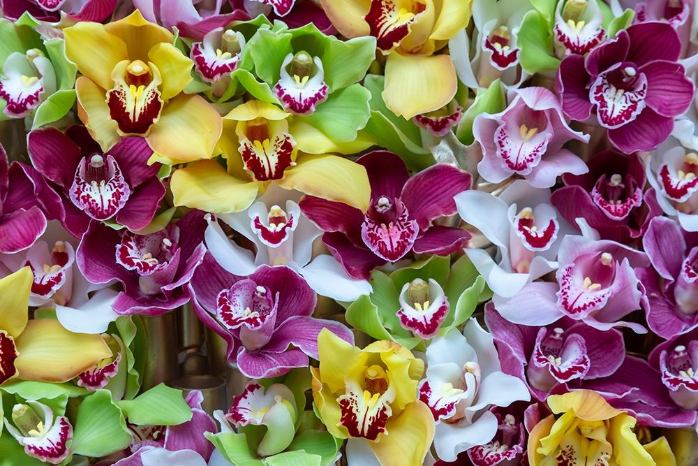 Netherlands Orchids on display at Keukenhof Gardens art print by Jaynes Gallery for $57.95 CAD