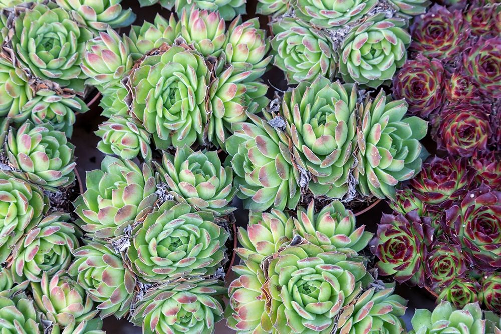 Netherlands-Amsterdam Close-up of succulents art print by Jaynes Gallery for $57.95 CAD