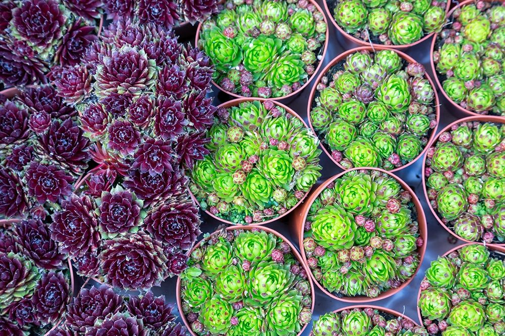 Netherlands-Amsterdam Close-up of succulents art print by Jaynes Gallery for $57.95 CAD