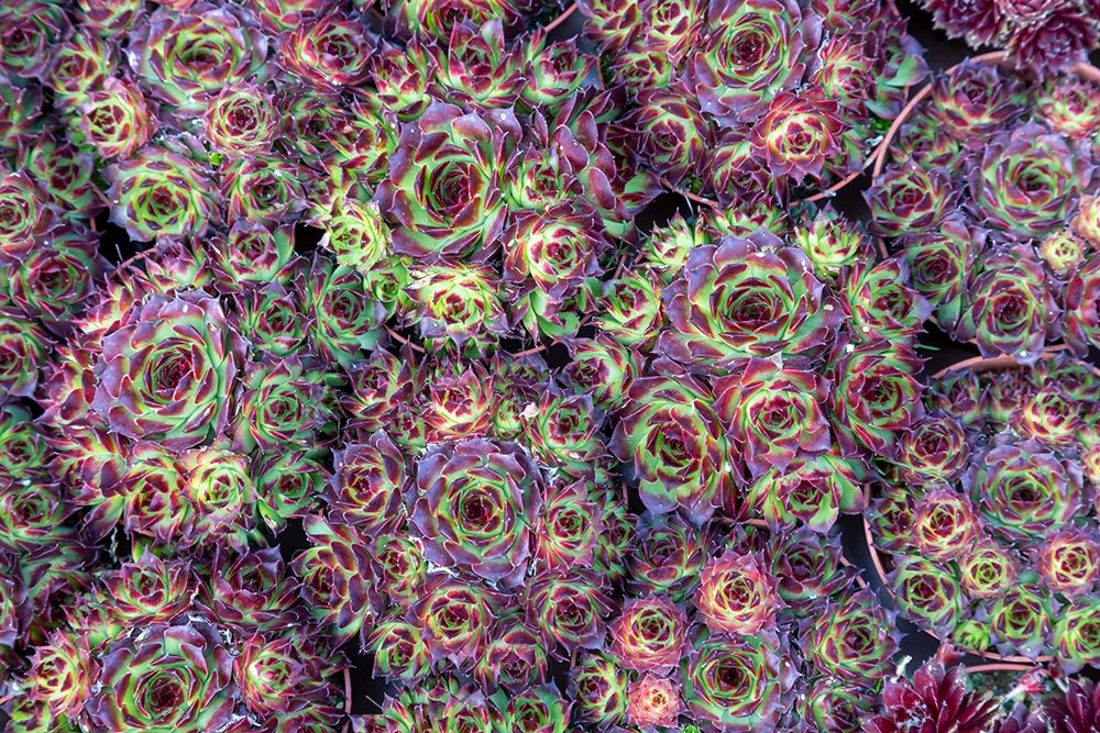 Netherlands-Amsterdam Close-up of succulents art print by Jaynes Gallery for $57.95 CAD