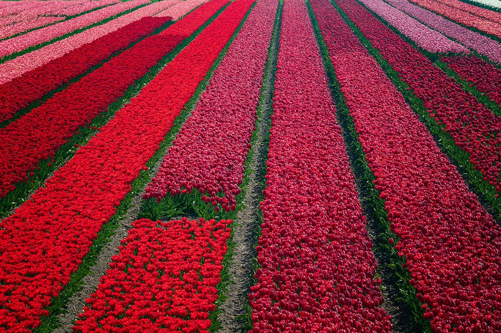 Europe-The Netherlands-Tulip field in the Beemster area art print by Jaynes Gallery for $57.95 CAD