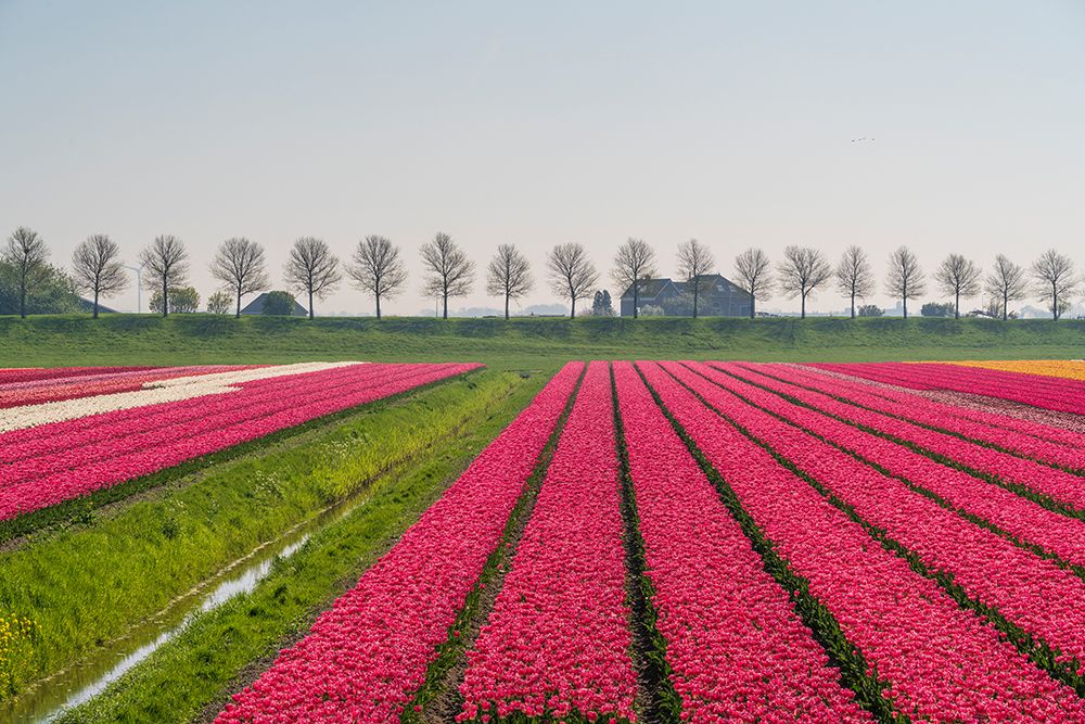 Europe-The Netherlands-Tulip field in the Beemster area art print by Jaynes Gallery for $57.95 CAD