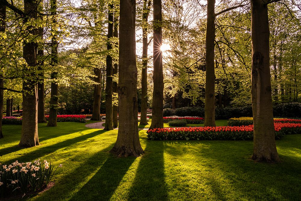 Europe-The Netherlands-Lisse-Keukenhof Gardens at sunrise art print by Jaynes Gallery for $57.95 CAD