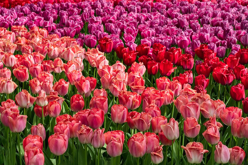 Europe-The Netherlands-Lisse-Close-up of blooming pink tulips in Keukenhof Gardens art print by Jaynes Gallery for $57.95 CAD