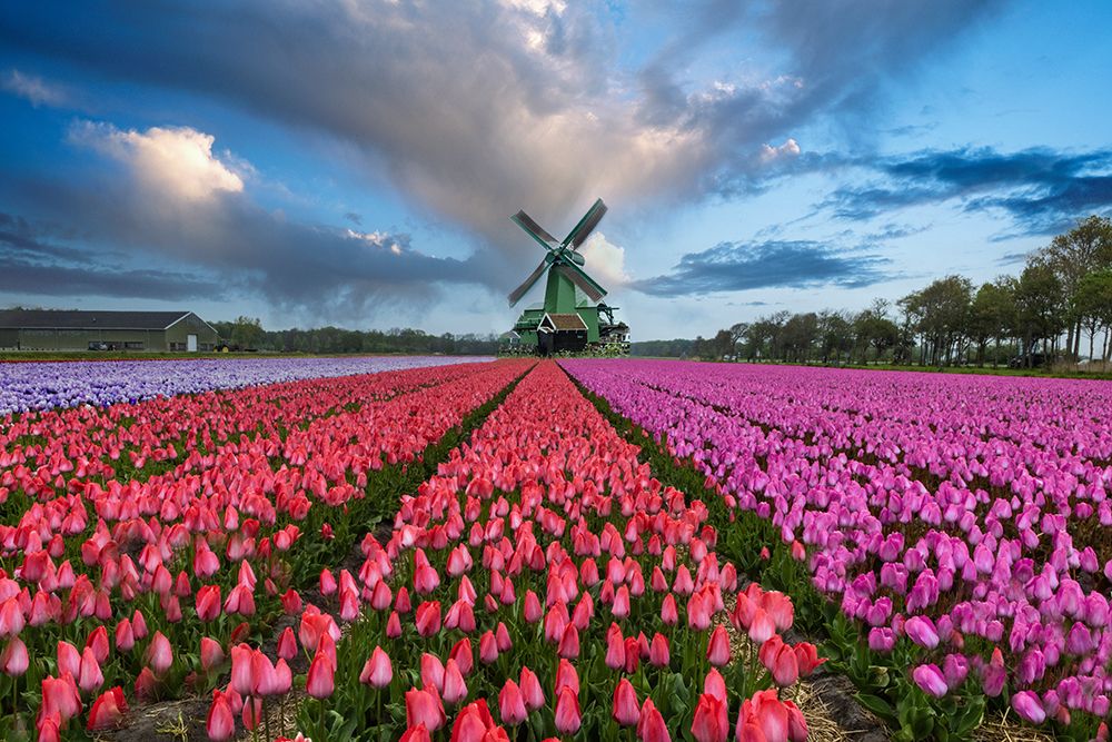 Europe-Holland. Composite of windmill and rows of tulips. art print by Jaynes Gallery for $57.95 CAD
