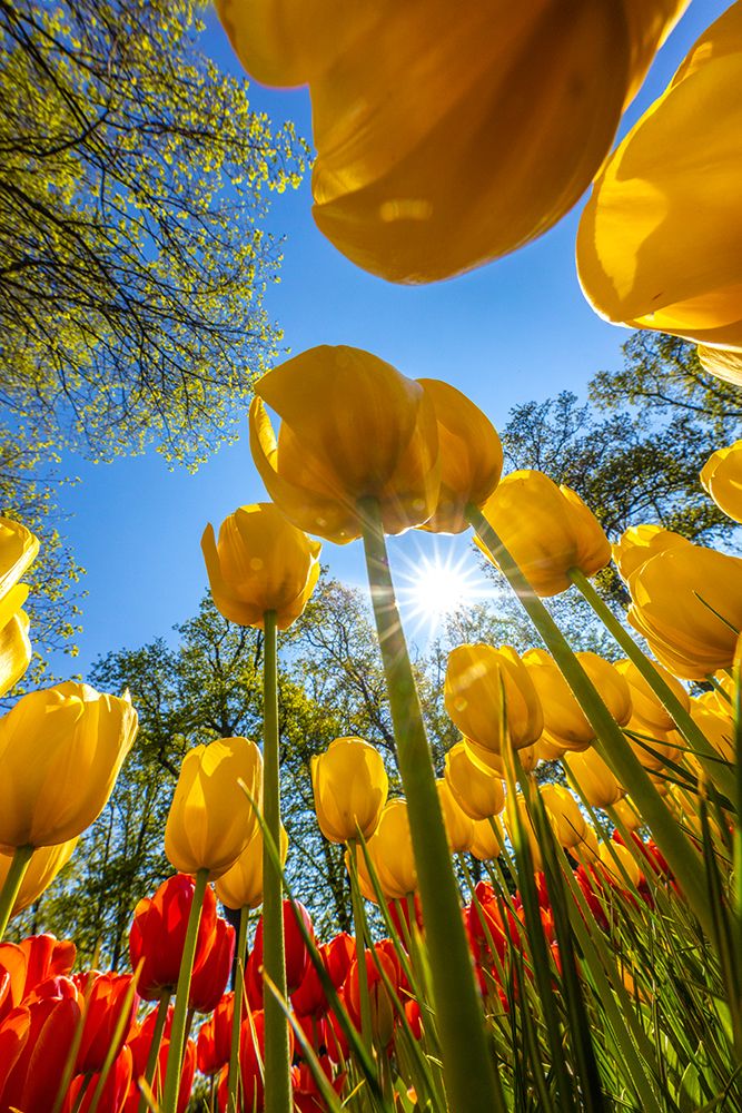 Netherlands-Lisse. Tulips in Keukenhof Gardens. art print by Jaynes Gallery for $57.95 CAD