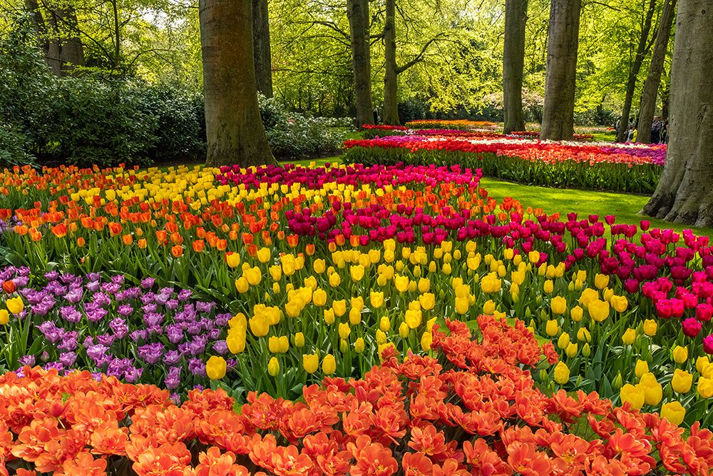 Netherlands-Lisse. Tulips in Keukenhof Gardens. art print by Jaynes Gallery for $57.95 CAD