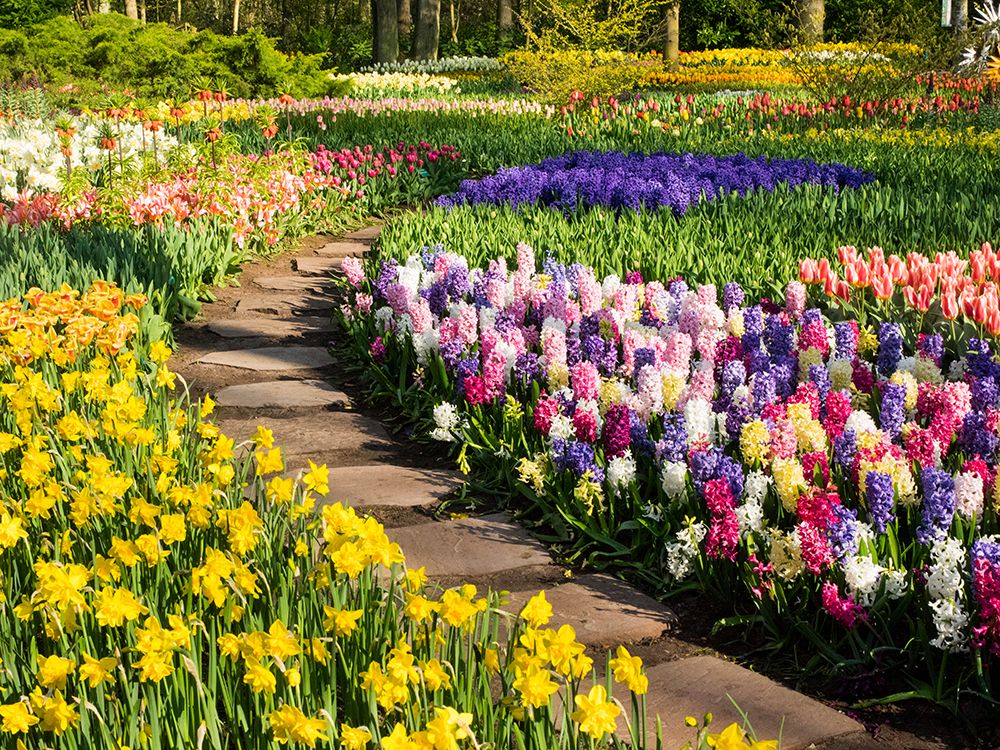 Netherlands-Lisse. Flower displays at Keukenhof Gardens. art print by Julie Eggers for $57.95 CAD