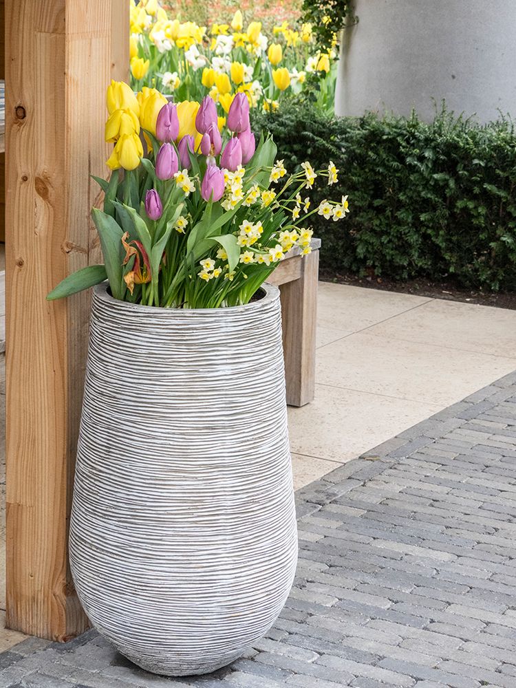 Netherlands-Lisse. Tall flower pot with yellow tulips and narcissus. art print by Julie Eggers for $57.95 CAD