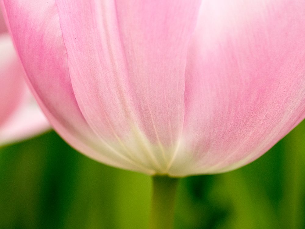 Netherlands-Lisse. Closeup of the underside of a soft pink tulip. art print by Julie Eggers for $57.95 CAD