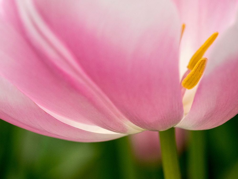 Netherlands-Lisse. Closeup of the underside of a soft pink tulip. art print by Julie Eggers for $57.95 CAD