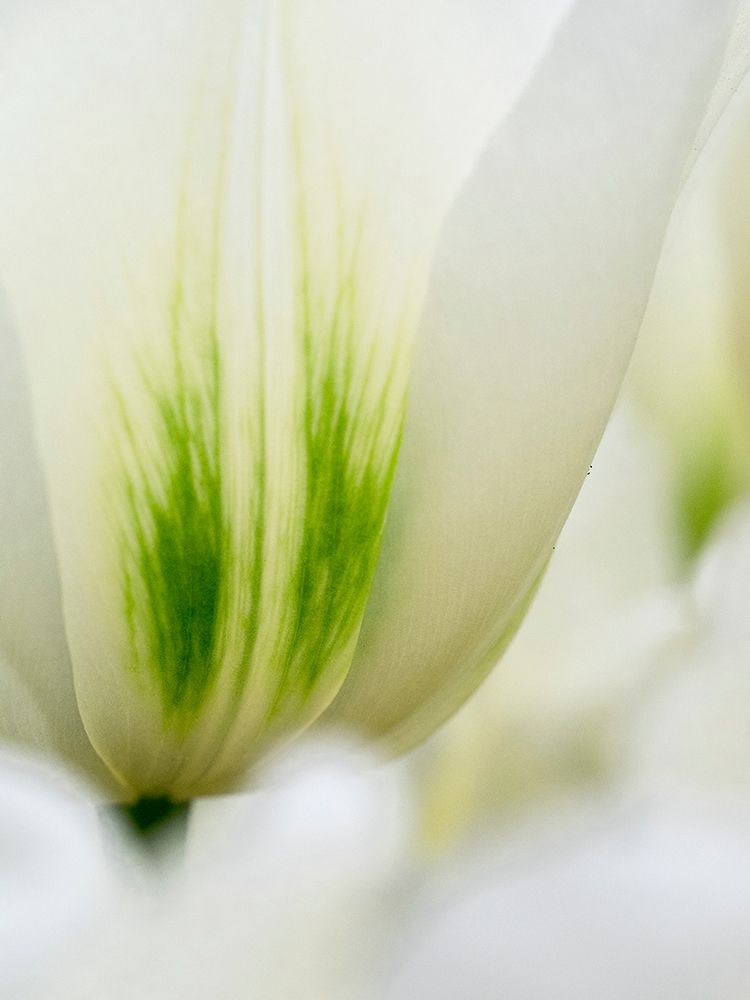 Netherlands-Lisse. Closeup of a white and green tulip. art print by Julie Eggers for $57.95 CAD