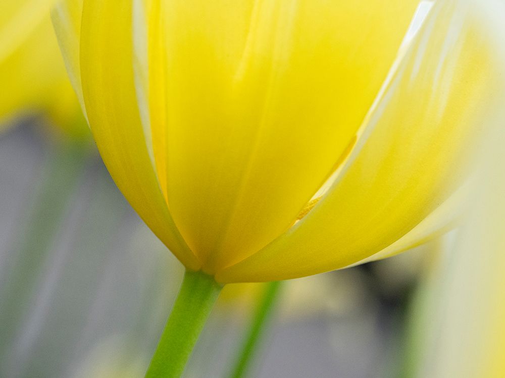 Netherlands-Lisse. Closeup of the underside of a yellow tulip. art print by Julie Eggers for $57.95 CAD