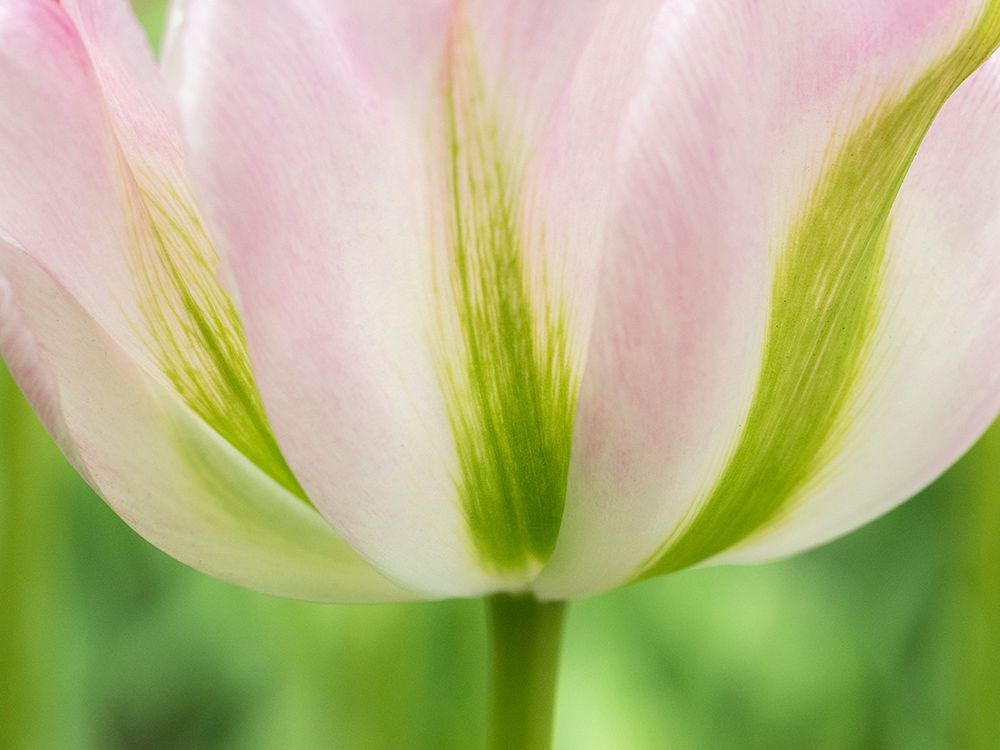 Netherlands-Lisse. Closeup of a soft pink tulip with green streaks. art print by Julie Eggers for $57.95 CAD